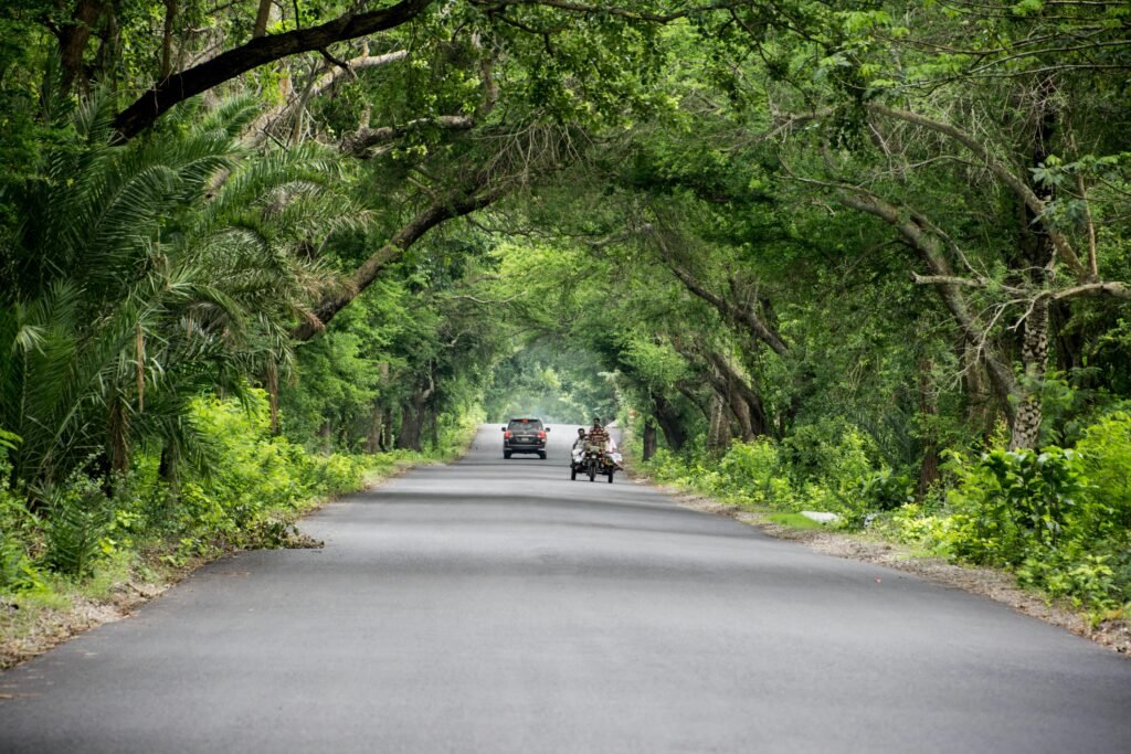 Lush green tree arch over a rural road with vehicles in summer.